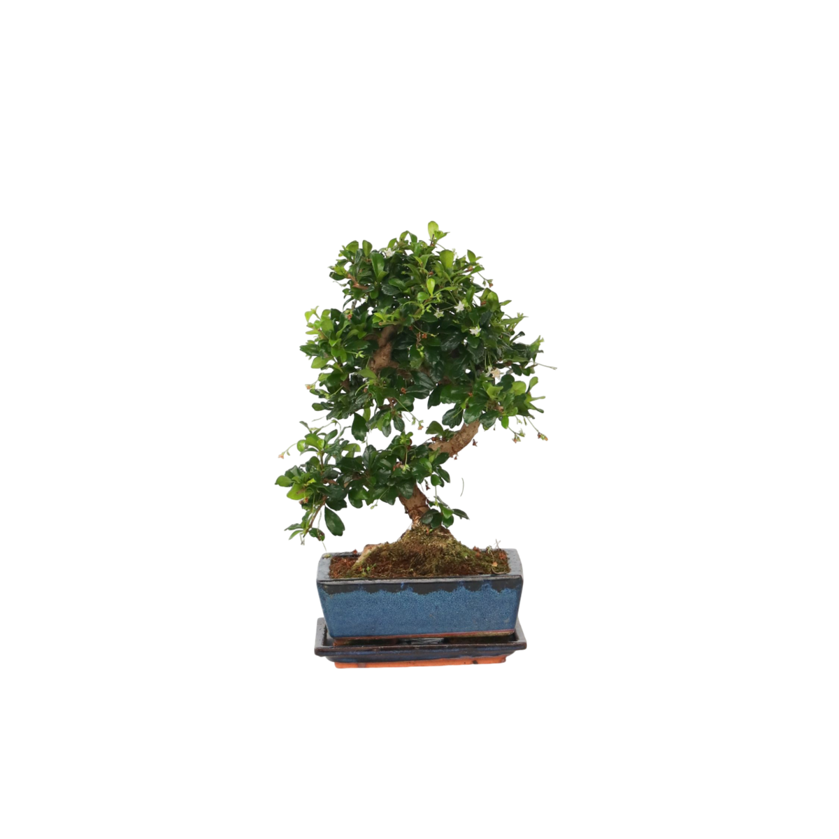 PLANT IN A BOX Bonsaï - Carmona microphylla - Hauteur 25-30cm - ⌀20cm