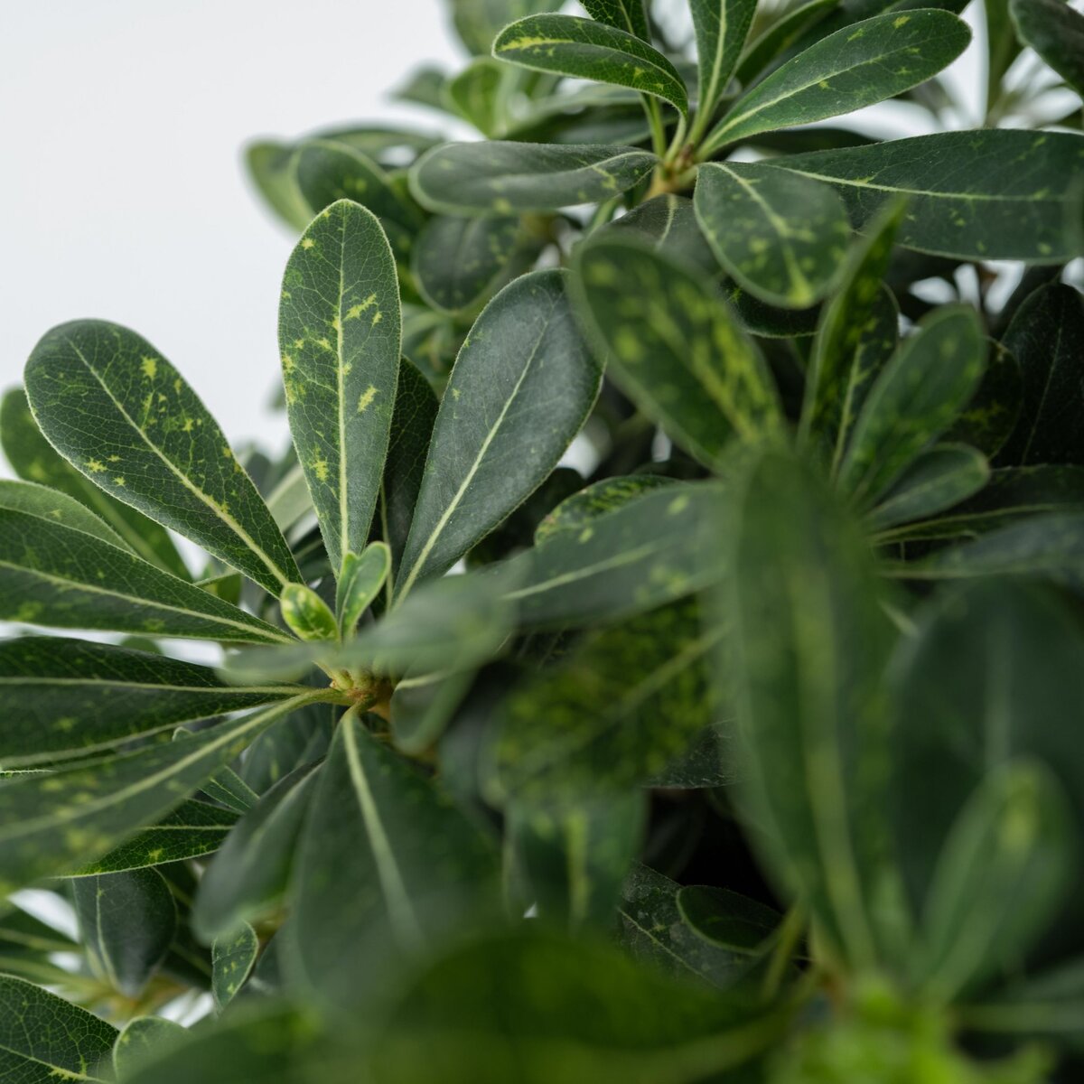 PLANT IN A BOX Pittospore du Japon - Pittosporum tobira nanum - Hauteur 30-40cm - ⌀19cm