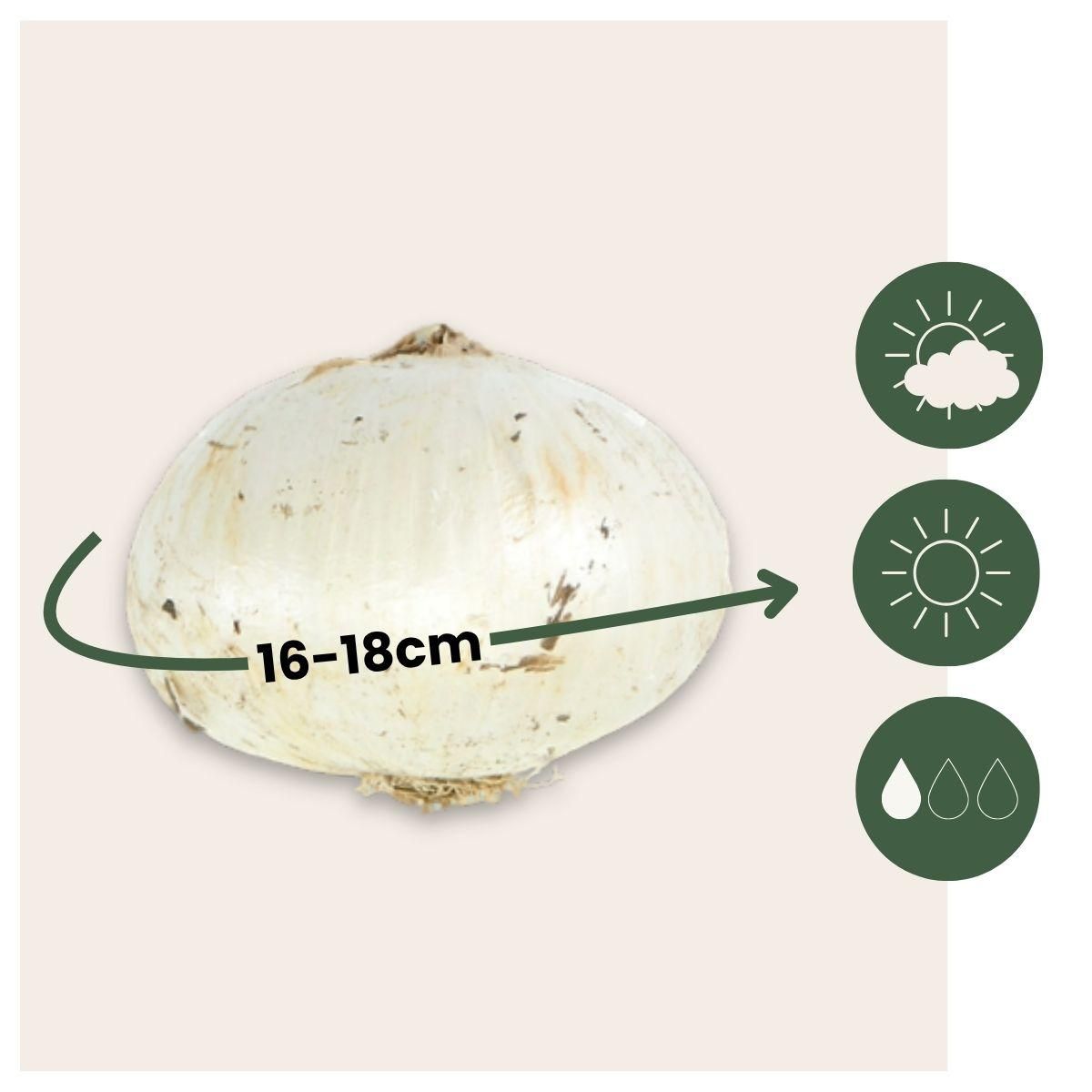 PLANT IN A BOX Mélange de bulbes qui attirent les papil - Set de 40