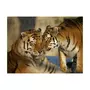 Paris Prix Papier Peint  Tigres : l'amour Inconditionnel 