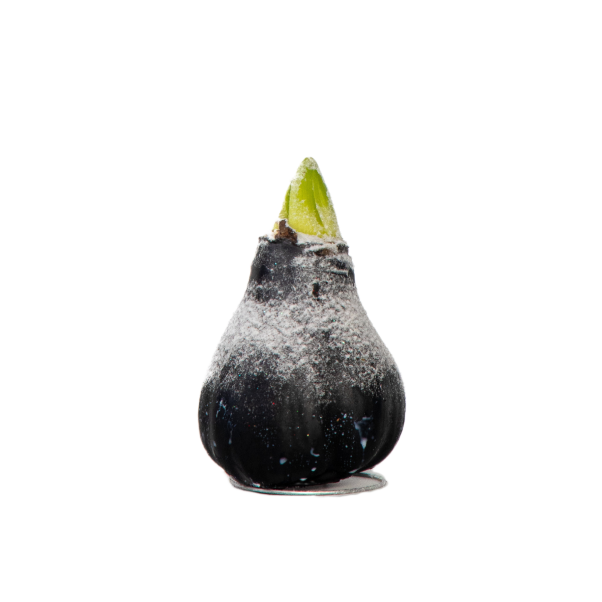 PLANT IN A BOX Amaryllis - hippeastrum 'Wax Snow Black' - Bulbe de fleur - Rouge