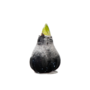 Voir la diapositive 1 : PLANT IN A BOX Amaryllis - hippeastrum 'Wax Snow Black' - Bulbe de fleur - Rouge