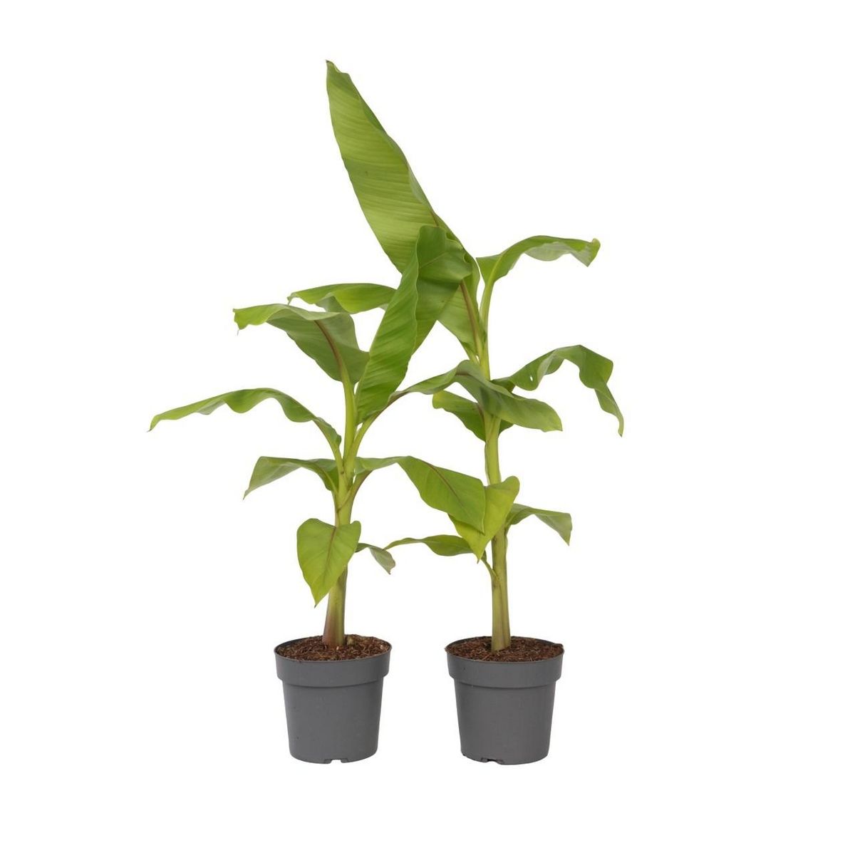 PLANT IN A BOX Bananier du Japon - Set de 2 - Musa basjoo - Hauteur 55-70cm - ⌀21cm