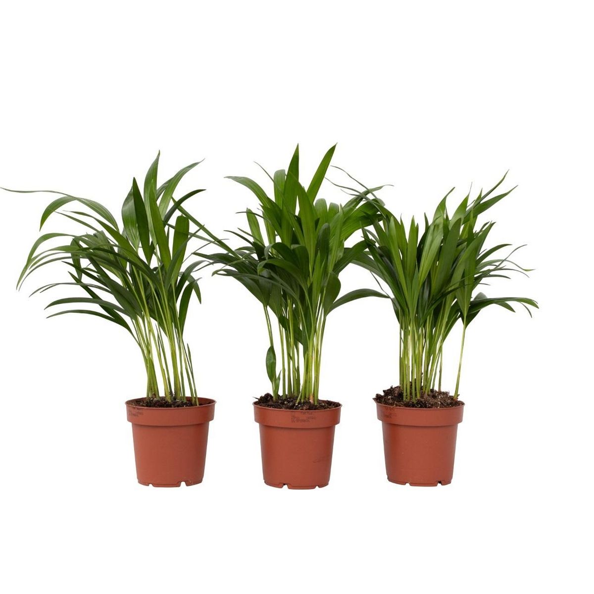 PLANT IN A BOX Palmier areca - Set de 3 - Dypsis lutescens - Hauteur 30-45cm - ⌀12cm