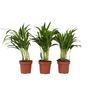 Voir la diapositive 1 : PLANT IN A BOX Palmier areca - Set de 3 - Dypsis lutescens - Hauteur 30-45cm - ⌀12cm