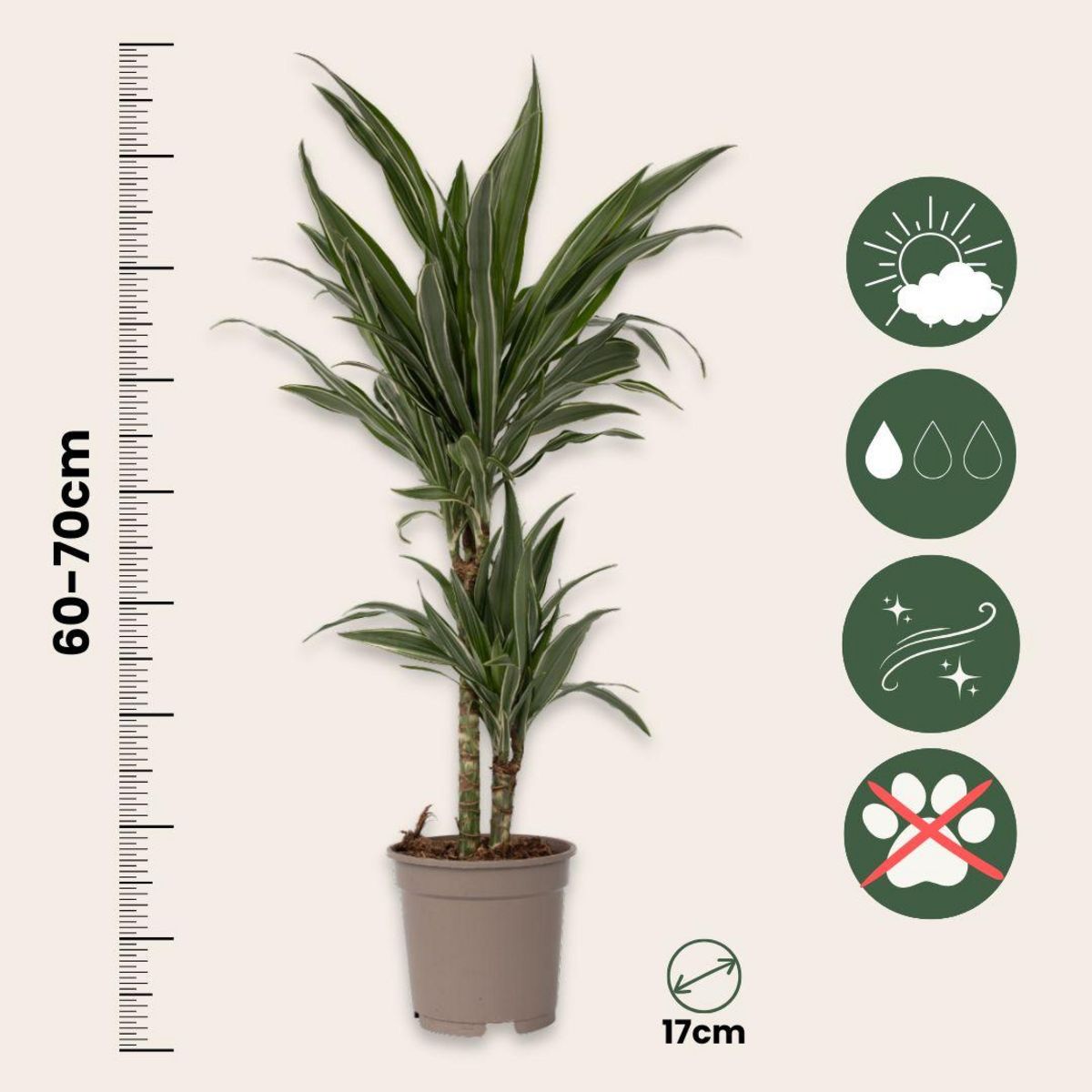PLANT IN A BOX Dragonnier - Dracaena Deremensis 'Warneckei' - Hauteur 60-70cm - ⌀17cm