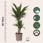 Voir la diapositive 2 : PLANT IN A BOX Dragonnier - Dracaena Deremensis 'Warneckei' - Hauteur 60-70cm - ⌀17cm