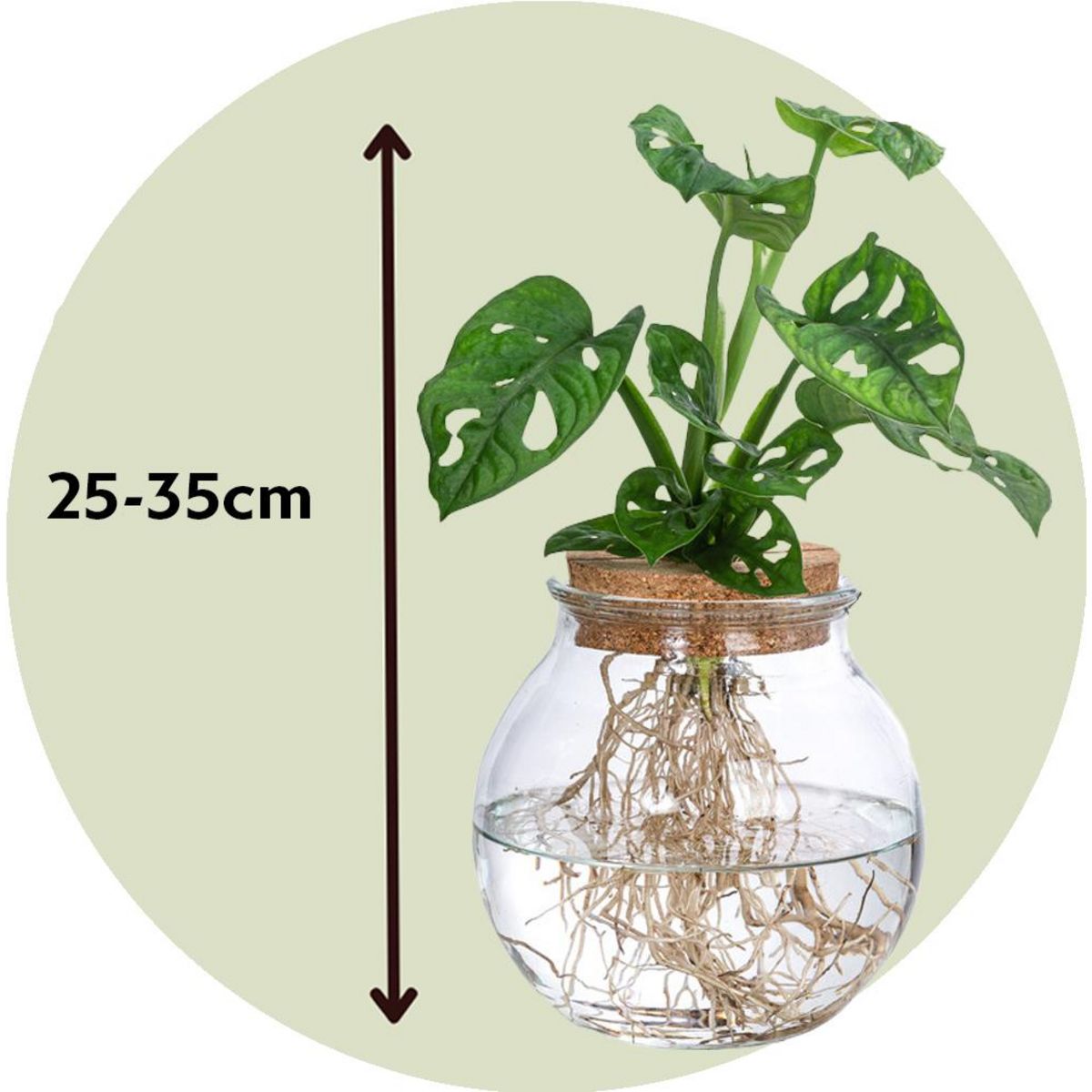 PLANT IN A BOX Plante à trous - Monstera adansonii 'Monkey Mask' - Hauteur 25-35cm - ⌀20cm