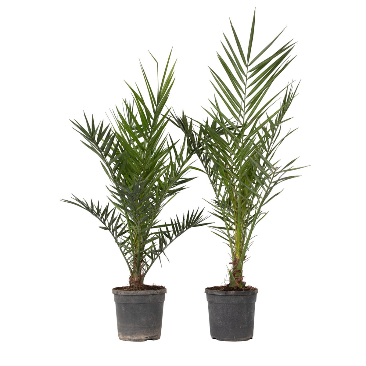 PLANT IN A BOX Palmier Dattier nain - Set de 2 - Phoenix canariensis - Hauteur 80-100cm - ⌀19cm