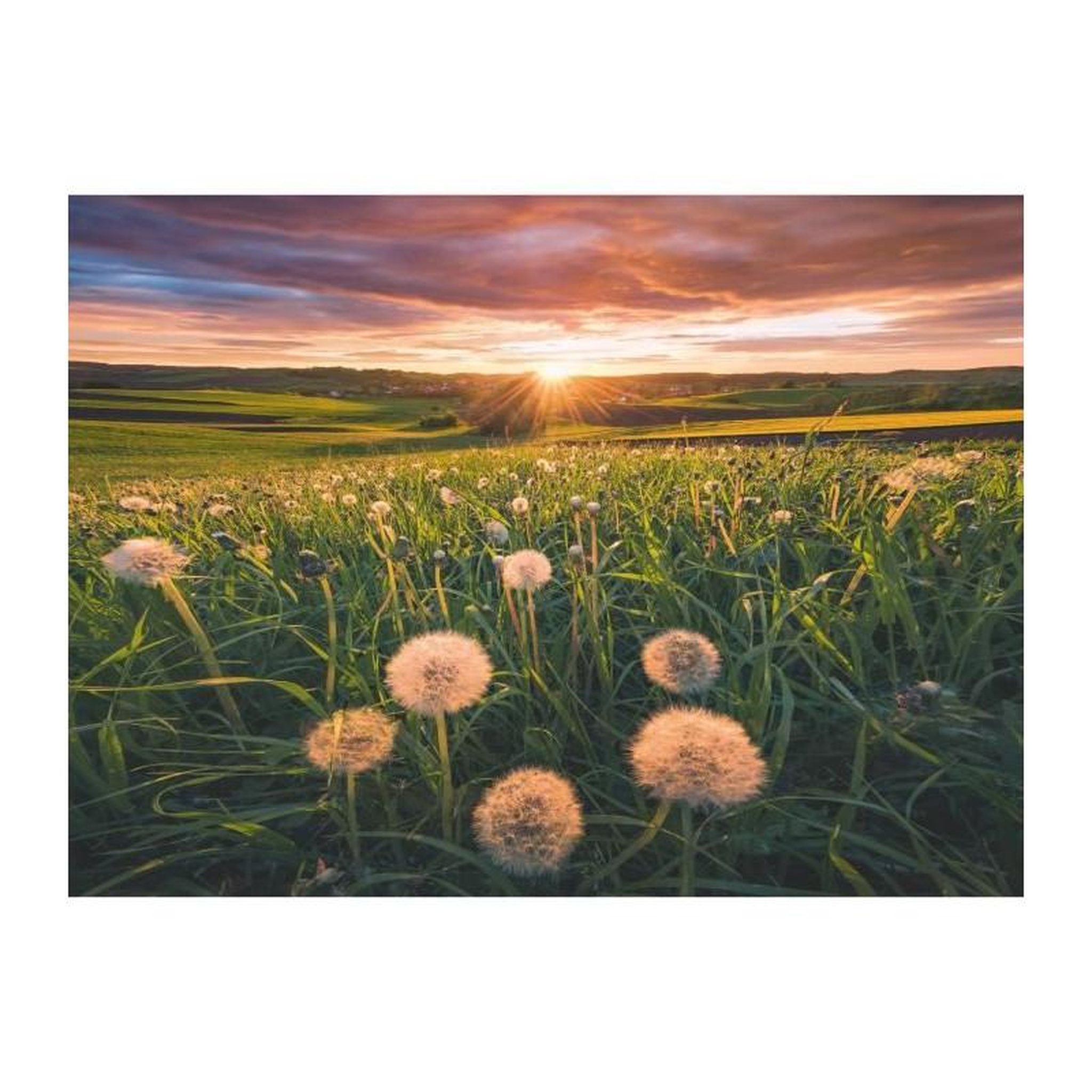 RAVENSBURGER Puzzle 500 pièces – Pissenlits au crépuscule – Ravensburger – Qualité supérieure – Dès 12 ans