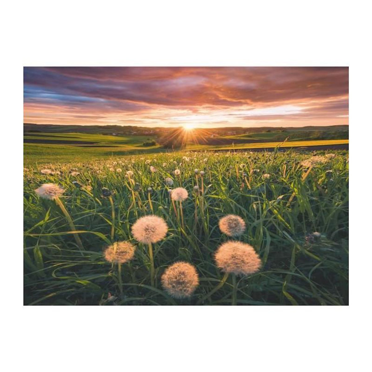RAVENSBURGER Puzzle 500 pièces – Pissenlits au crépuscule – Ravensburger – Qualité supérieure – Dès 12 ans