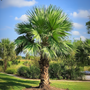 Voir la diapositive 5 : PLANT IN A BOX Palmier de Chine - Set de 2 - Trachycarpus Fortunei - Hauteur 65-75cm - ⌀21cm