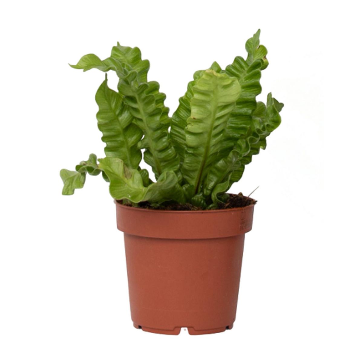 PLANT IN A BOX Fougère nid d'oiseau - Asplenium nidus 'Crispy Wave' - Hauteur 25-40cm - ⌀12cm