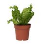 Voir la diapositive 1 : PLANT IN A BOX Fougère nid d'oiseau - Asplenium nidus 'Crispy Wave' - Hauteur 25-40cm - ⌀12cm