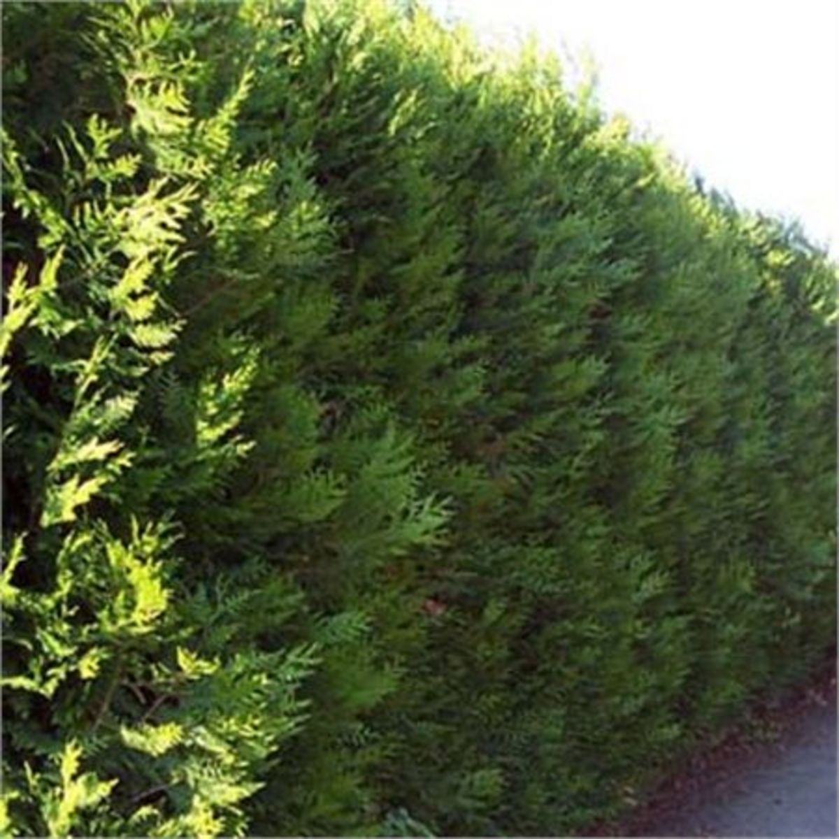 Thuya 'Atrovirens'