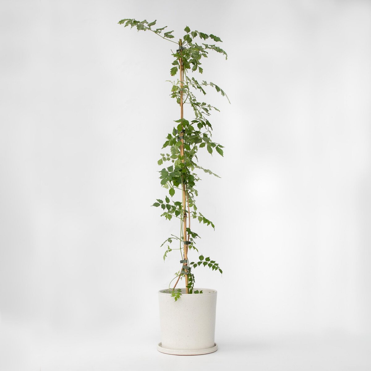 PLANT IN A BOX Bignone à trompettes - Campis radicans 'Flava' - Hauteur 110-120cm - ⌀17cm