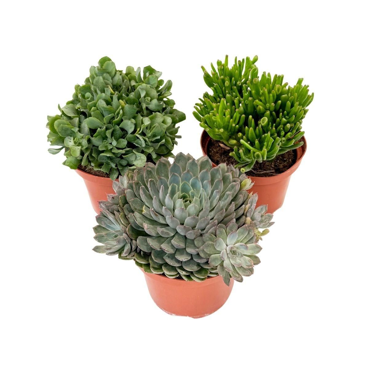 PLANT IN A BOX Mélange de succulentes - Set de 3 - Succulent Mix - H30-35cm - ⌀17cm