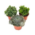 PLANT IN A BOX Mélange de succulentes - Set de 3 - Succulent Mix - H30-35cm - ⌀17cm