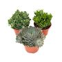 Voir la diapositive 1 : PLANT IN A BOX Mélange de succulentes - Set de 3 - Succulent Mix - H30-35cm - ⌀17cm