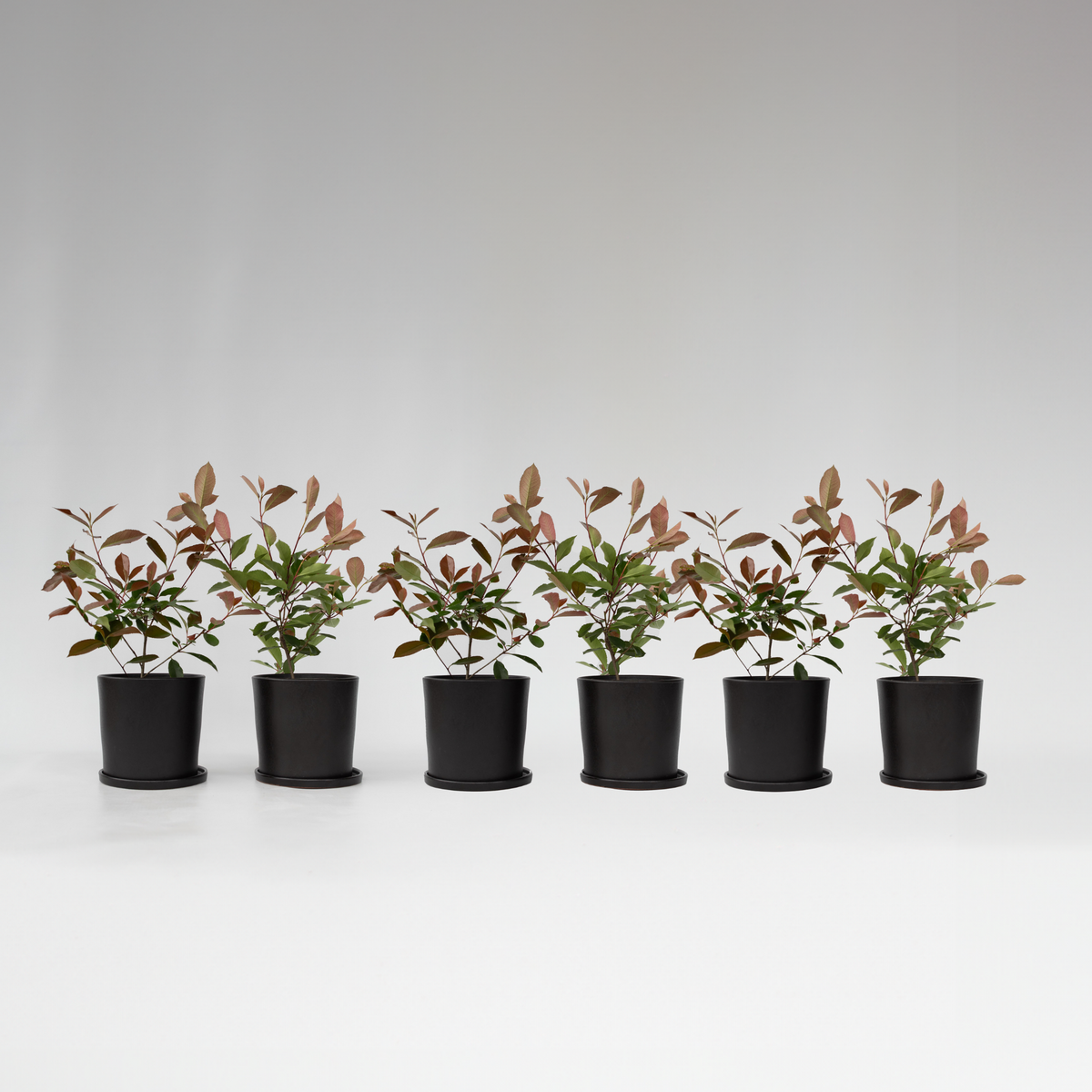 PLANT IN A BOX Feuille de noyer - Set de 6 - Photinia fraseri 'Red Robin' - H30-40cm - ⌀17cm