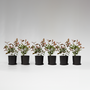 Voir la diapositive 5 : PLANT IN A BOX Feuille de noyer - Set de 6 - Photinia fraseri 'Red Robin' - H30-40cm - ⌀17cm