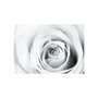 Voir la diapositive 2 : Paris Prix Papier Peint  Rose Charade
