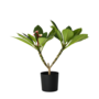 Voir la diapositive 1 : PLANT IN A BOX Frangipanier hawaii - Plumeria rubra 'Rose' - Hauteur 55-70cm - ⌀17cm