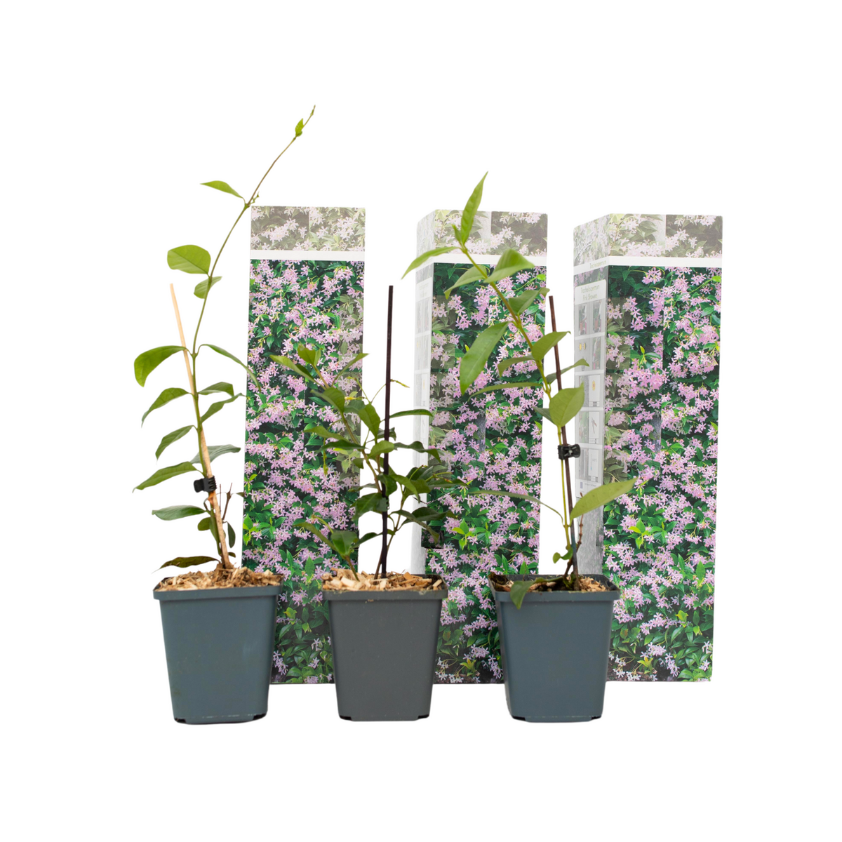 PLANT IN A BOX Jasmin étoilé - Set de 3 - Trachelospermum jasminoides - Hauteur 25-40cm - ⌀9cm