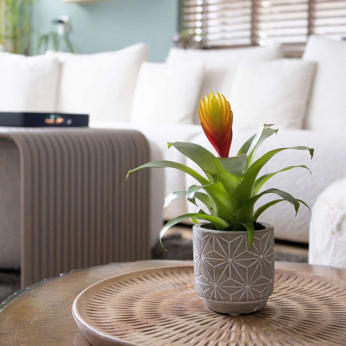 PLANT IN A BOX Épée flamboyante - Lot de 3 - Tillandsia Vriesea 'Dorado' - H15-25cm - ø7cm