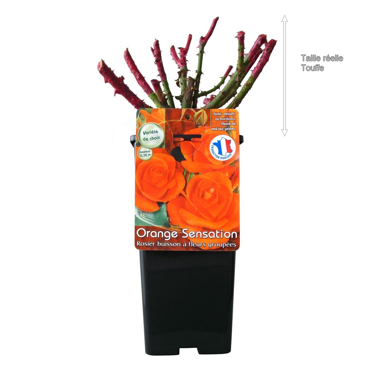 Rosier buisson Orange Sensation