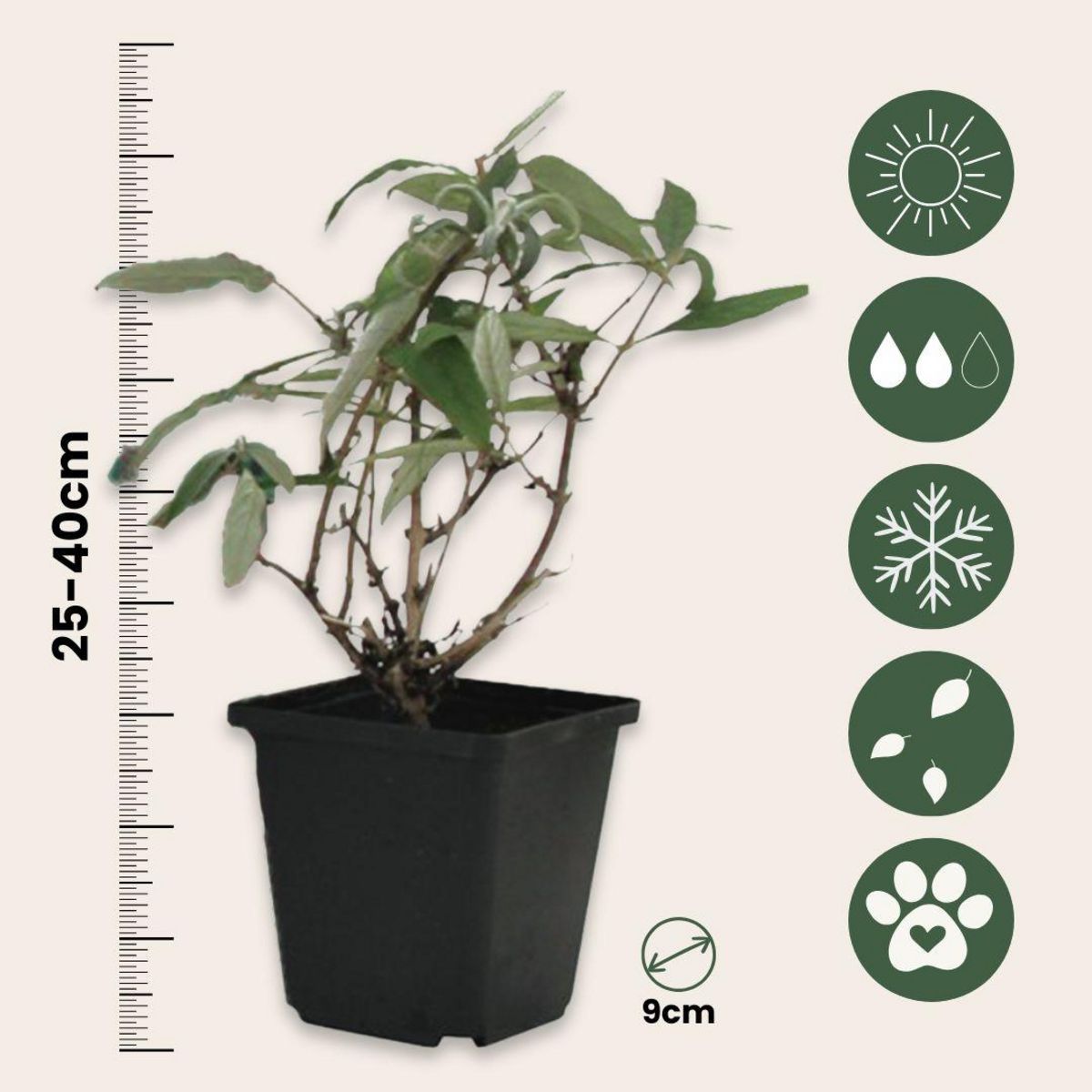 PLANT IN A BOX Arbre à papillons - Set de 3 - Buddleja davidii 'Pink Delight' - H25-40cm - ⌀9cm