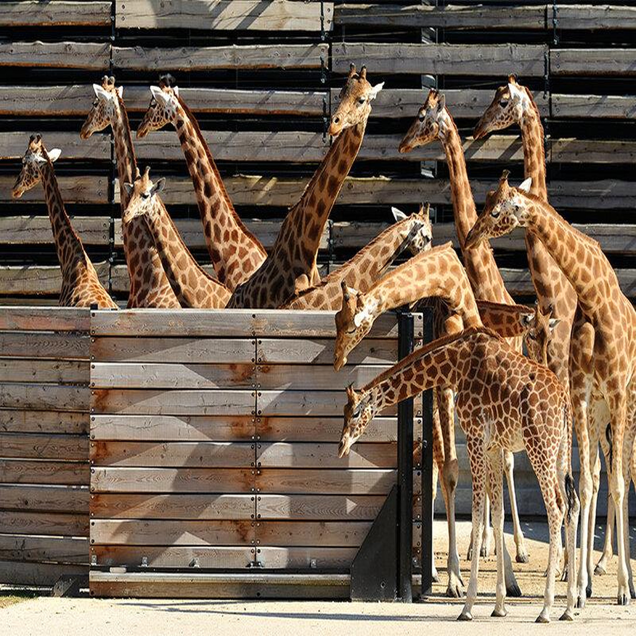 Voir la diapositive 3 : Smartbox Activité en famille : entrée pour 2 adultes et 1 enfant au parc zoologique de paris - coffret cadeau sport & aventure