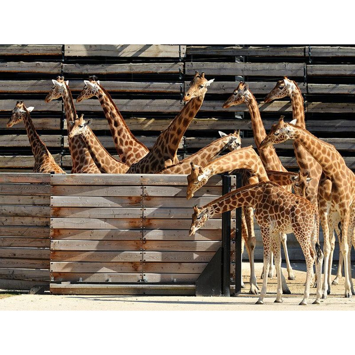 Smartbox Activité en famille : entrée pour 2 adultes et 1 enfant au Parc Zoologique de Paris - Coffret Cadeau Sport & Aventure