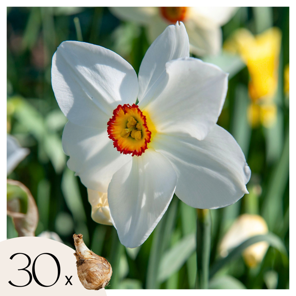 PLANT IN A BOX Narcisse - Set de 30 - Narcissus 'Recurvus' - Bulbes à fleurs - Blanc