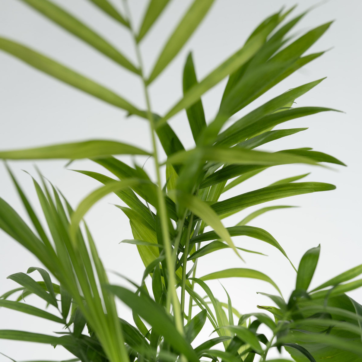 PLANT IN A BOX Mélang de plantes d'intérieur - Set de 4 - Hauteur 25-40cm - ⌀12cm