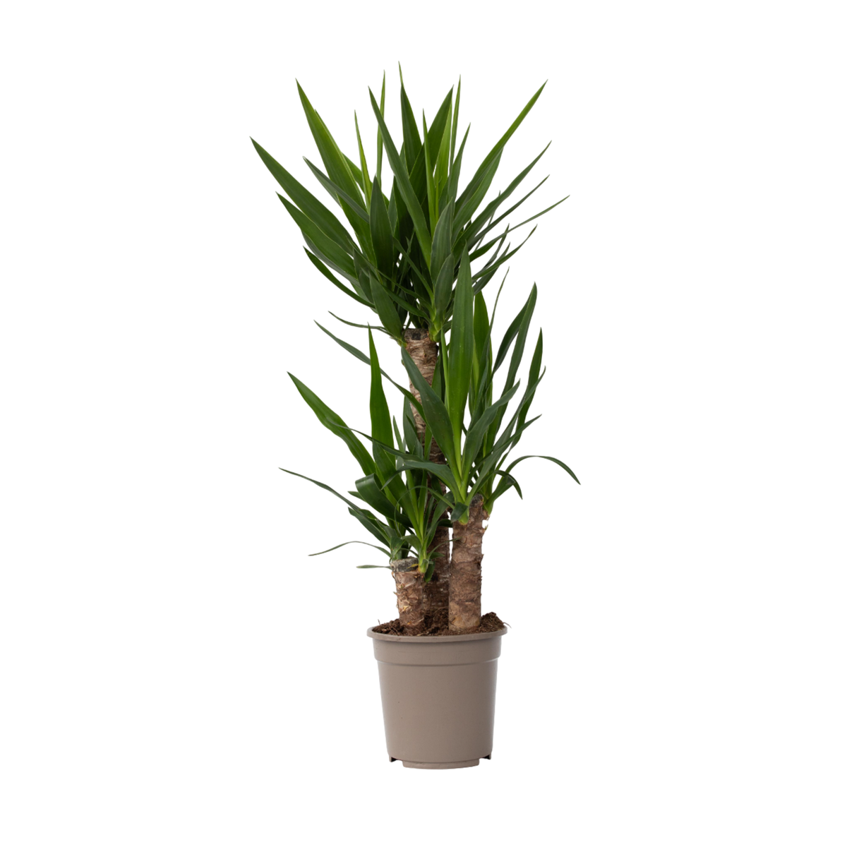 PLANT IN A BOX Pied d'éléphant - Yucca elephantipes - Hauteur 70-80cm - ⌀21cm