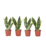 PLANT IN A BOX Langue de belle-mère - Set de 4 - Sansevieria 'Superba' - H35-40cm - ⌀12cm