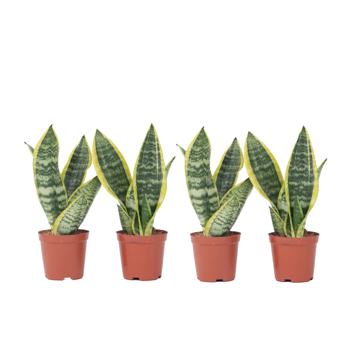 PLANT IN A BOX Langue de belle-mère - Set de 4 - Sansevieria 'Superba' - H35-40cm - ⌀12cm