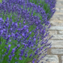 Voir la diapositive 5 : PLANT IN A BOX Lavande vraie - Set de 12 - Lavandula angustifolia - Hauteur 10-15cm - ⌀10,5cm
