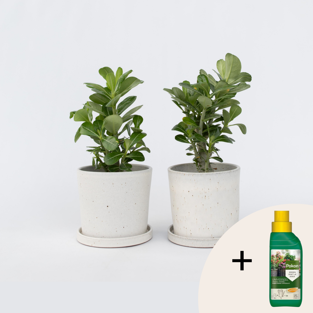 PLANT IN A BOX Rose du désert - Set de 2 - Adenium obesum - Hauteur 25-40cm - ⌀10,5cm