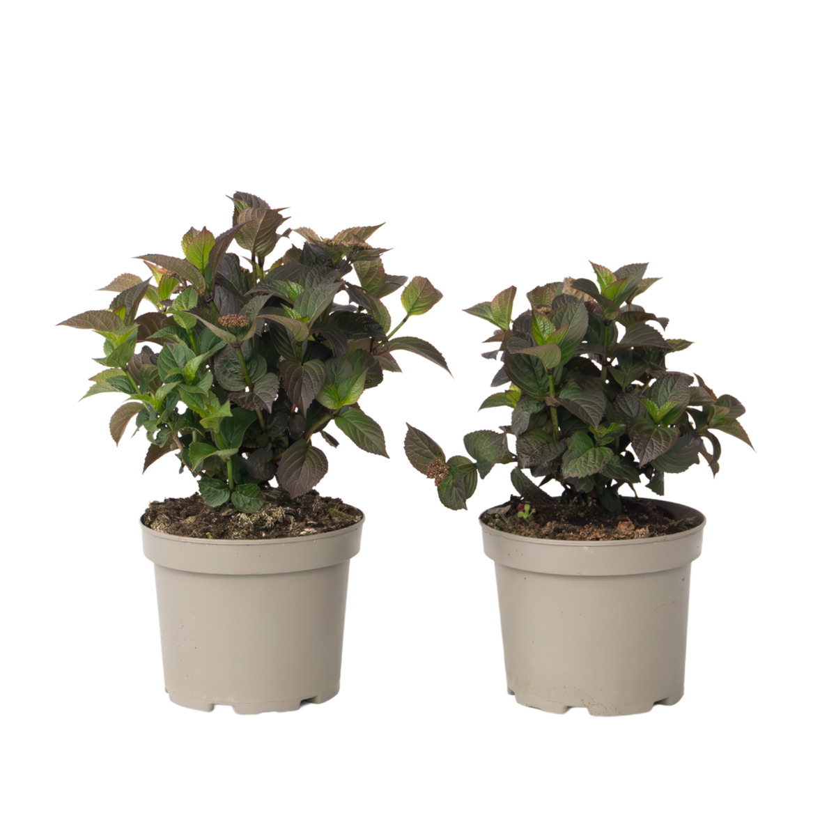 PLANT IN A BOX Hortensia - Set de 2 - Hydrangea 'Dare Devil' - Hauteur 25-40cm - ⌀19cm