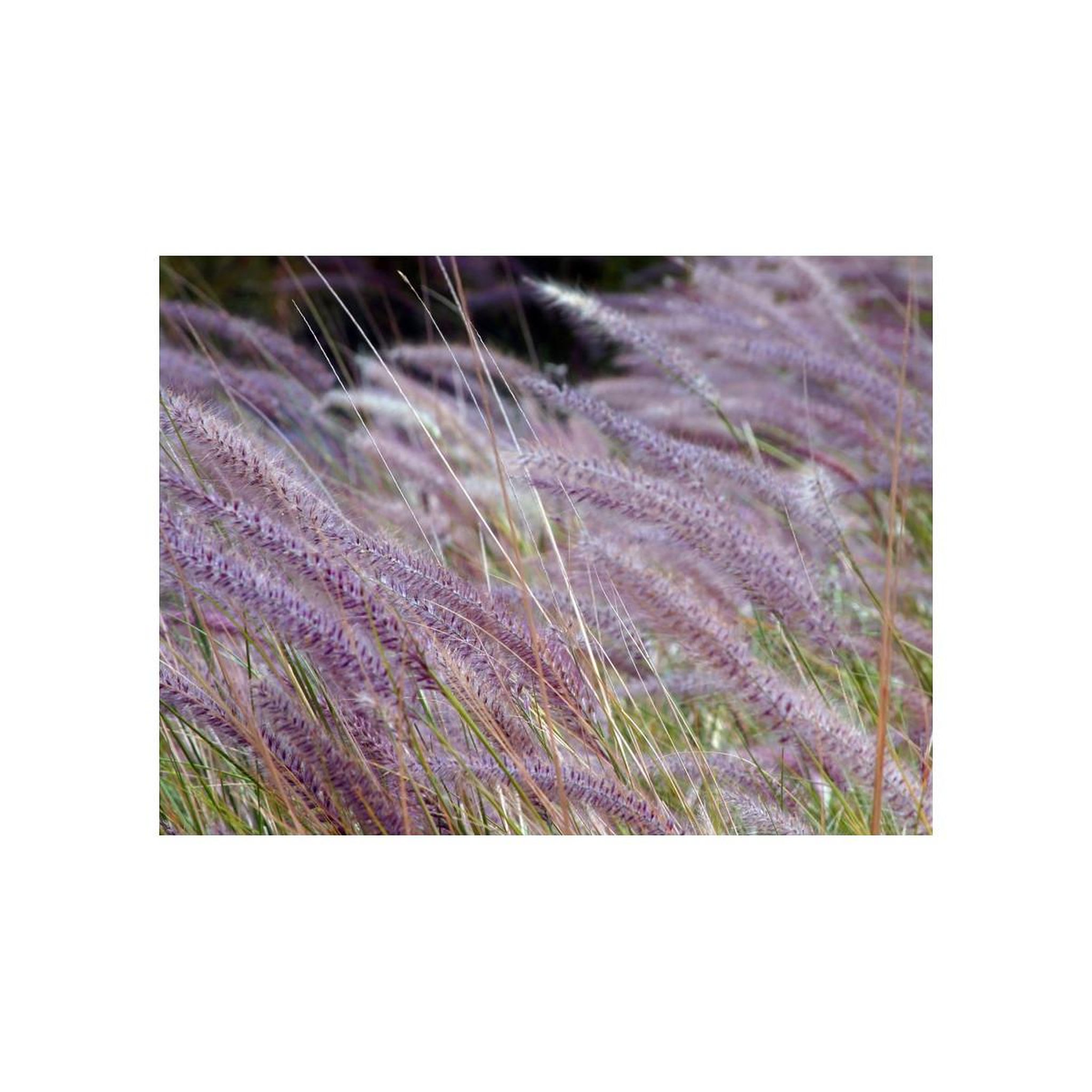 Voir la diapositive 2 : Paris Prix Papier Peint  Dans un Champ D'herbes Folles