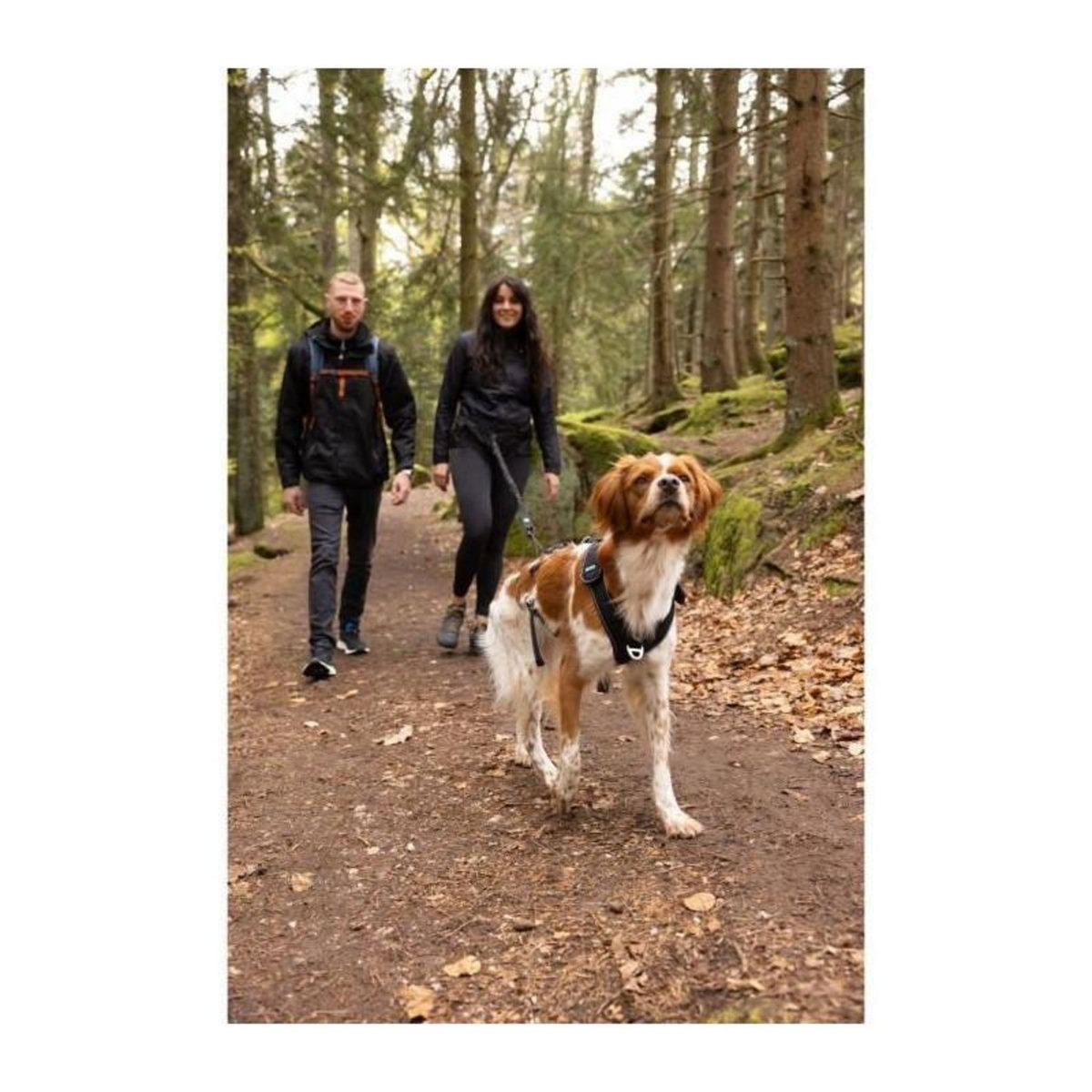 Harnais pour chien - SYMBIOZ - XL - Noir / Bleu