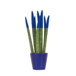 PLANT IN A BOX Sansevieria cylindrique - Hauteur 20-40cm - Pot 9cm
