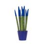 Voir la diapositive 1 : PLANT IN A BOX Sansevieria cylindrique - Hauteur 20-40cm - Pot 9cm