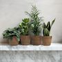 Voir la diapositive 4 : PLANT IN A BOX Plantes d'intérieur faciles - Lot de 4 avec panier - Hauteur 25-40cm - ⌀12cm