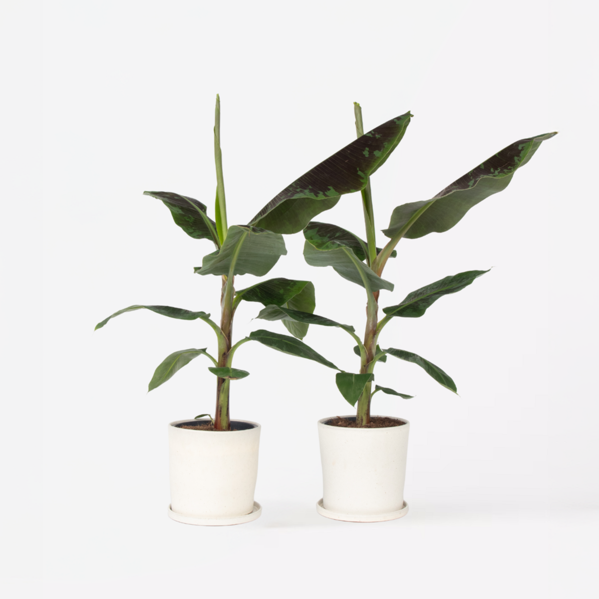 PLANT IN A BOX Bananaier nain - Set de 2 - Musa 'Dwarf Cavendish' - Hauteur 90-100cm - ⌀21cm