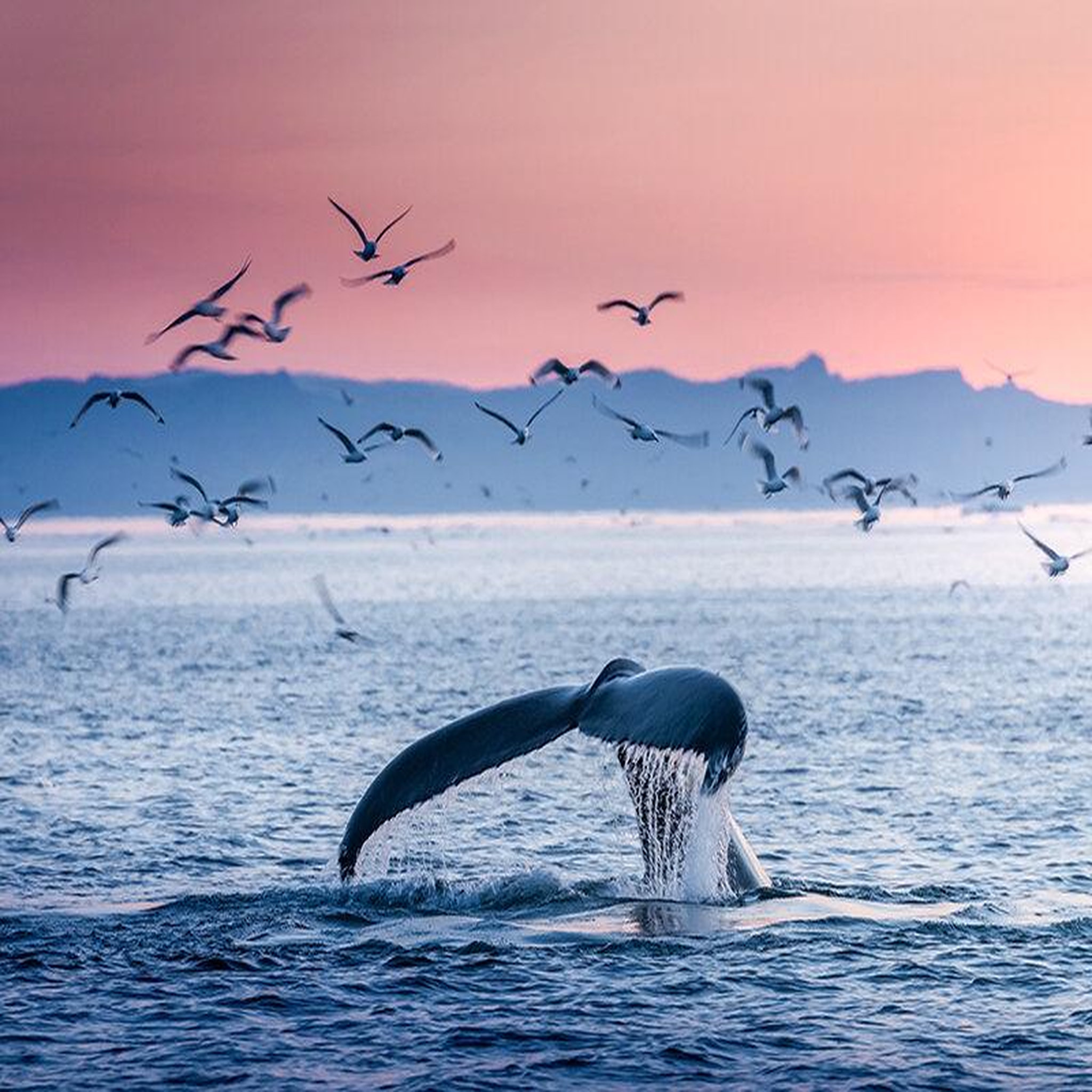 Voir la diapositive 2 : Smartbox Séjour en islande : 4 jours avec aurores boréales et observation des baleines pour 2 - coffret cadeau séjour