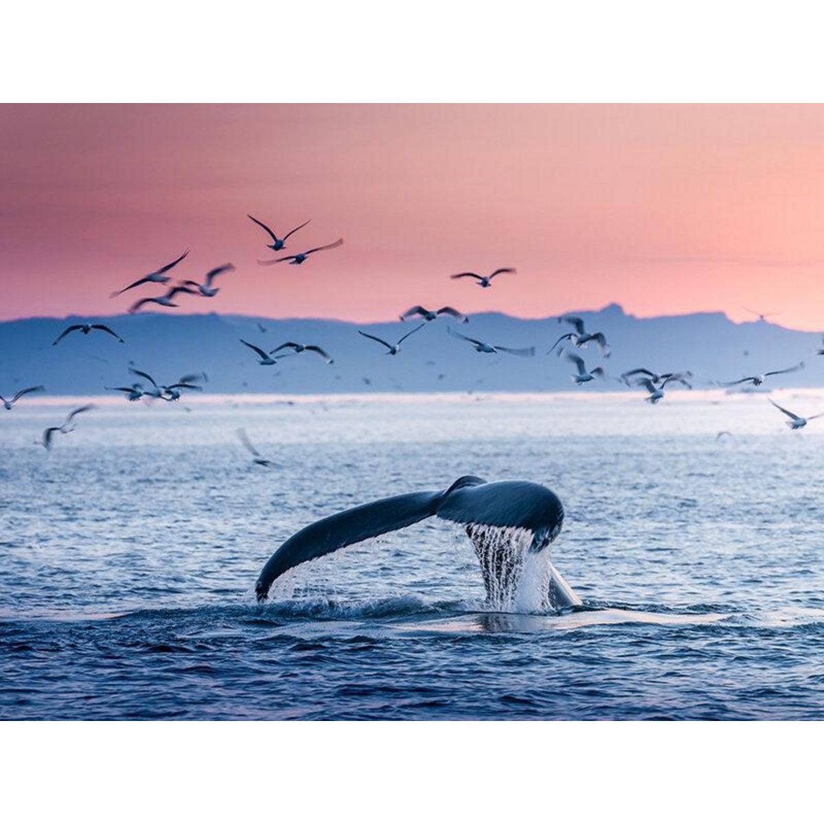 Smartbox Séjour en Islande : 4 jours avec aurores boréales et observation des baleines pour 2 - Coffret Cadeau Séjour
