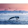 Voir la diapositive 2 : Smartbox Séjour en Islande : 4 jours avec aurores boréales et observation des baleines pour 2 - Coffret Cadeau Séjour